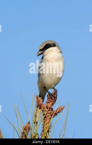 Unechte Würger (Lanius sich), Florida, Vereinigte Staaten Stockfoto