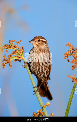 Rotschulterstärling (Agelaius Phoeniceus), Weiblich, Florida, Vereinigte Staaten Stockfoto