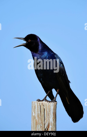 Boot-angebundene Grackle (Quiscalus großen), Männlich, singen, Florida, Vereinigte Staaten Stockfoto