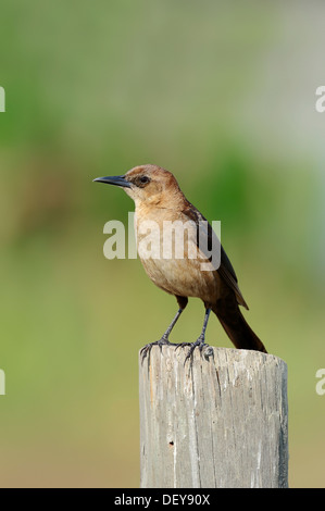 Boot-angebundene Grackle (Quiscalus großen), Weiblich, thront auf einem Zaunpfahl, Florida, Vereinigte Staaten Stockfoto