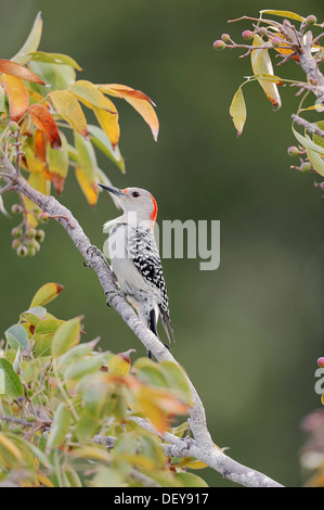 Rotbauch-Specht (Melanerpes Carolinus), Weiblich, Everglades-Nationalpark, Florida, Vereinigte Staaten von Amerika Stockfoto