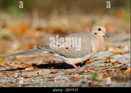 Mourning Dove (Zenaida Macroura), Sanibel Island, Florida, Vereinigte Staaten von Amerika Stockfoto