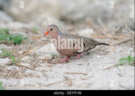 Common Ground Dove (Columbina Passerina), Männlich, Sanibel Island, Florida, Vereinigte Staaten von Amerika Stockfoto