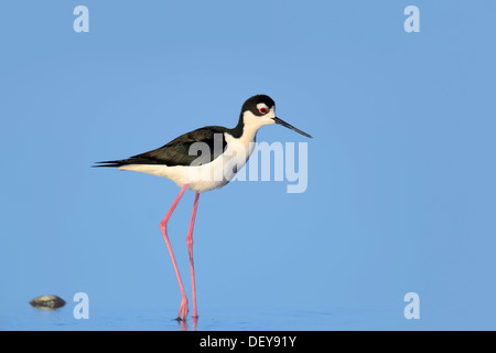 Schwarzhals-Stelzenläufer (Himantopus Mexicanus), Myakka River State Park, Florida, Vereinigte Staaten Stockfoto