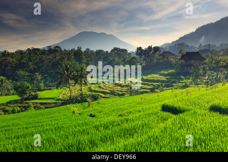 Indonesien, Bali, Sidemen Tal, Reisfelder und Gunung Agung Vulkan Stockfoto