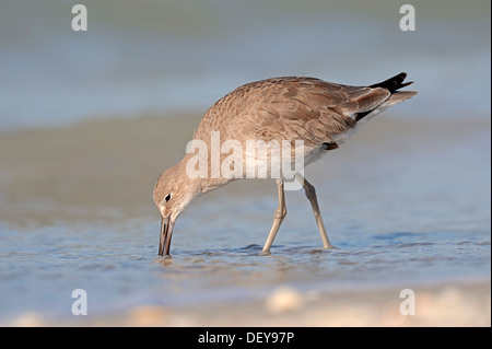 Willett (Tringa Semipalmata, Catoptrophorus Semipalmatus) im Winterkleid, Nahrungssuche, Sanibel Island, Florida Stockfoto