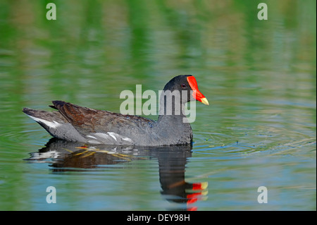 Gemeinsamen Teichhuhn oder Sumpf Huhn (Gallinula Chloropus Cachinnans), Schwimmen mit seiner Spiegelung im Wasser, Florida Stockfoto