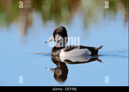 Ring – Necked Duck (Aythya Collaris), Drake, Schwimmen mit dessen Spiegelbild im Wasser, Florida, Vereinigte Staaten Stockfoto