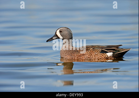 Blue-winged Krickente (Anas Discors), Drake schwimmen, Florida, Vereinigte Staaten Stockfoto