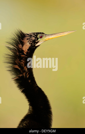 Amerikanische Anhinga oder Snake-Vogel (Anhinga Anhinga), Männlich, Porträt, Everglades-Nationalpark, Florida, Vereinigte Staaten von Amerika Stockfoto