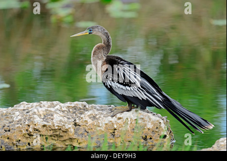 Amerikanische Anhinga oder Snake-Vogel (Anhinga Anhinga), Weiblich, Everglades-Nationalpark, Florida, Vereinigte Staaten von Amerika Stockfoto