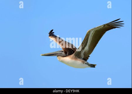 Brauner Pelikan (Pelecanus Occidentalis), juvenile, während des Fluges, Sanibel Island, Florida, Vereinigte Staaten von Amerika Stockfoto