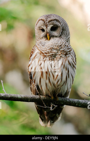 Streifenkauz (Strix Varia), Corkscrew Swamp Sanctuary, Florida, Vereinigte Staaten Stockfoto