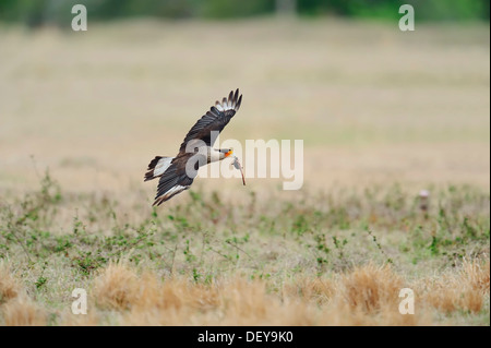 Südlichen Crested Caracara oder Carancho (Caracara Plancus) während des Fluges mit Beute, Florida, Vereinigte Staaten Stockfoto