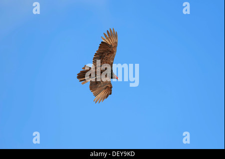 Türkei-Geier oder Türkei Bussard (Cathartes Aura) im Flug, Everglades-Nationalpark, Florida, Vereinigte Staaten von Amerika Stockfoto