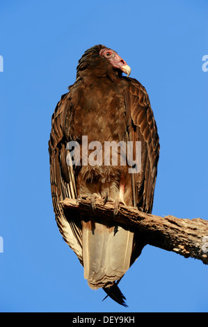 Türkei-Geier oder Türkei Bussard (Cathartes Aura), Everglades-Nationalpark, Florida, Vereinigte Staaten von Amerika Stockfoto