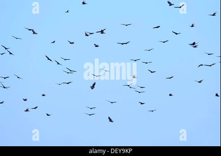 Türkei-Geier oder Türkei Bussarde (Cathartes Aura) und schwarze Geier (Coragyps Atratus) im Flug, Everglades-Nationalpark Stockfoto