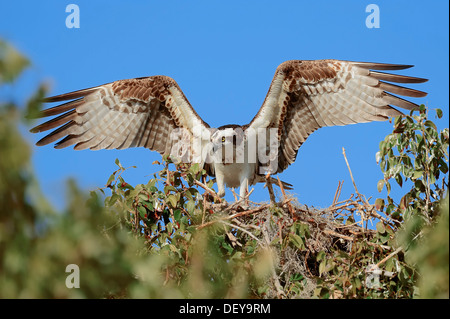 Fischadler (Pandion Haliaetus Carolinensis) auf dem Nest mit seinen Flügeln, Everglades-Nationalpark, Florida, Vereinigte Staaten von Amerika Stockfoto