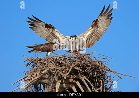 Fischadler (Pandion Haliaetus Carolinensis), paar im Nest, Everglades-Nationalpark, Florida, Vereinigte Staaten von Amerika Stockfoto