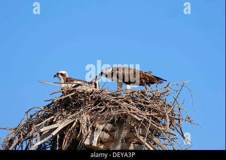 Fischadler (Pandion Haliaetus Carolinensis), paar mit einem Jungvogel im Nest, Everglades-Nationalpark, Florida, Vereinigte Staaten von Amerika Stockfoto