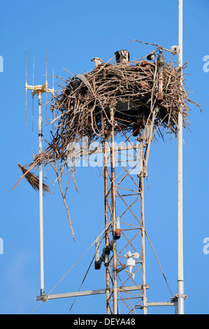 Fischadler (Pandion Haliaetus Carolinensis) mit einem Jungvogel im Nest auf einem Sendemast, Everglades-Nationalpark, Florida Stockfoto