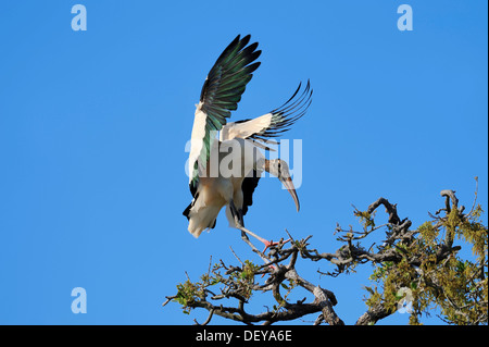 Holz-Storch (Mycteria Americana) Landung auf einem Baum, Florida, Vereinigte Staaten Stockfoto