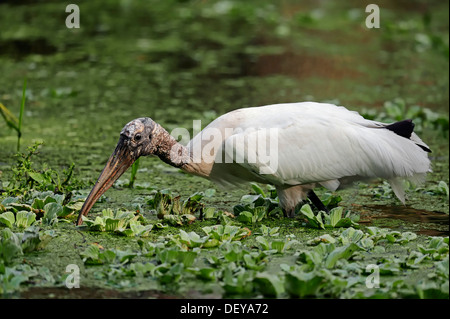 Holz-Storch (Mycteria Americana) auf der Suche nach Nahrung, Corkscrew Swamp Sanctuary, Florida, Vereinigte Staaten Stockfoto