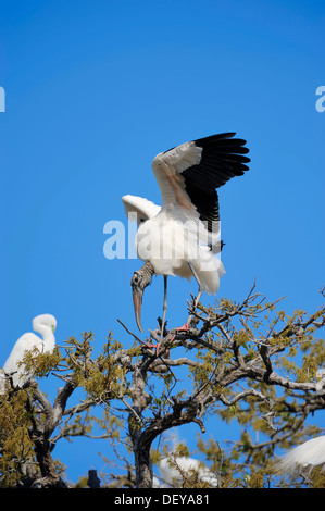 Holz-Storch (Mycteria Americana), Florida, Vereinigte Staaten Stockfoto