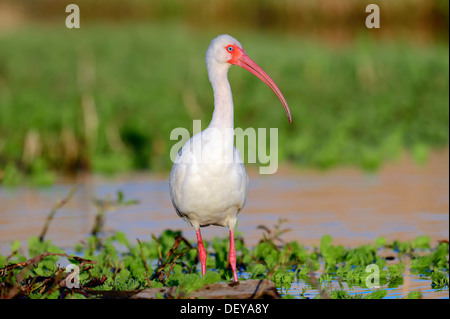 American White Ibis (Eudocimus Albus), Florida, Vereinigte Staaten Stockfoto