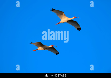 Zwei amerikanische White Ibis (Eudocimus Albus) im Flug, Sanibel Island, Florida, Vereinigte Staaten von Amerika Stockfoto