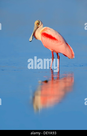 Rosige Löffler (Ajaia Ajaja Ajaja Ajaja, Platalea Ajaja) stehen im Wasser, Florida, Vereinigte Staaten Stockfoto