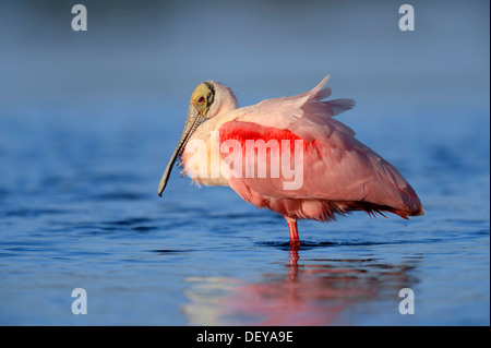 Rosige Löffler (Ajaia Ajaja Ajaja Ajaja, Platalea Ajaja) stehen im Wasser, Florida, Vereinigte Staaten Stockfoto