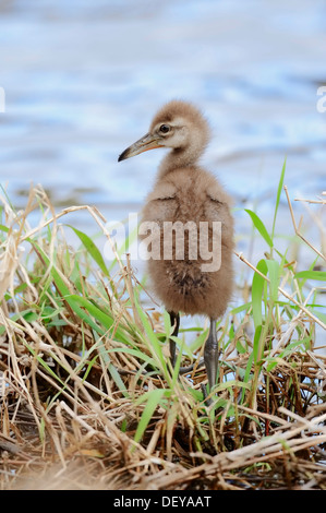 Limpkin (Aramus Guarauna Pictus), Küken, Florida, Vereinigte Staaten Stockfoto