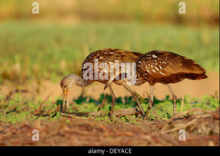 Rallenkraniche (Aramus Guarauna Pictus), paar auf der Suche nach Nahrung, Florida, Vereinigte Staaten Stockfoto