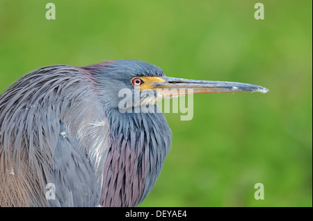 Dreifarbigen Heron (Egretta Tricolor), Porträt, Myakka River State Park, Florida, Vereinigte Staaten von Amerika Stockfoto