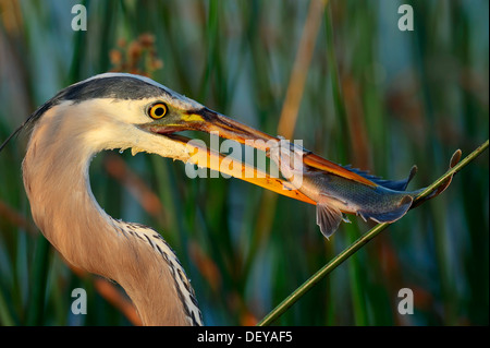 Great Blue Heron (Ardea Herodias) mit einem gefangenen Fisch, Florida, Vereinigte Staaten Stockfoto