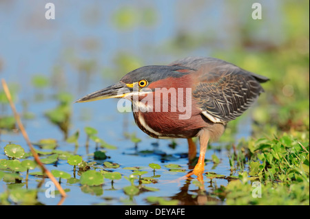 Grüne Heron (Butorides Striatus Virescens, Butorides Virescens), Florida, Vereinigte Staaten Stockfoto