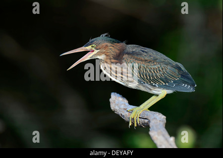 Grün-Reiher (Butorides Striatus Virescens, Butorides Virescens), Jugendlicher, mit der Aufforderung, Everglades-Nationalpark, Florida Stockfoto