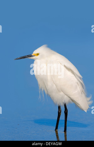 Snowy Silberreiher (Egretta unaufger), Florida, Vereinigte Staaten Stockfoto