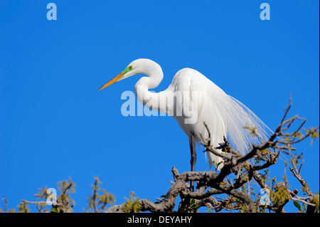 Silberreiher (Casmerodius Albus, Egretta Alba), Florida, Vereinigte Staaten Stockfoto