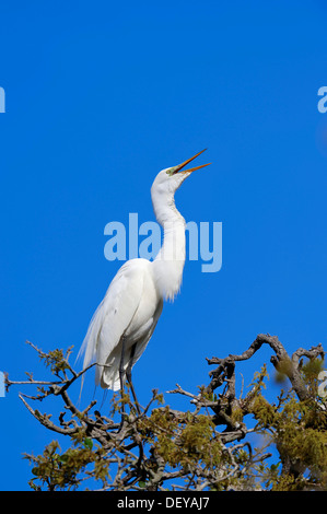 Silberreiher (Casmerodius Albus, Egretta Alba), Florida, Vereinigte Staaten Stockfoto