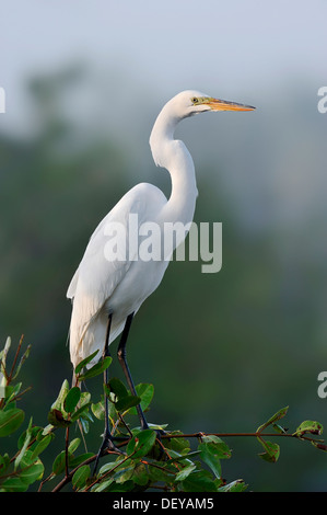 Silberreiher (Casmerodius Albus, Egretta Alba), Merritt Insel, Florida, Vereinigte Staaten Stockfoto