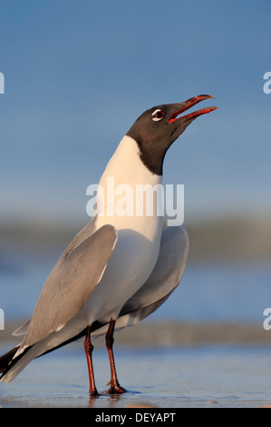 Lachende Möve (Larus Atricilla) ruft am Strand, Florida, Vereinigte Staaten Stockfoto