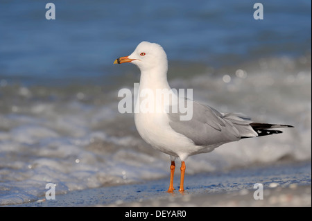 Ring-billed Möwe (Larus Delawarensis) am Strand, Sanibel Island, Florida, Vereinigte Staaten von Amerika Stockfoto