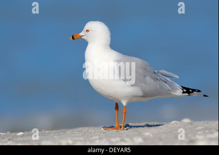 Ring-billed Möwe (Larus Delawarensis) am Strand, Sanibel Island, Florida, Vereinigte Staaten von Amerika Stockfoto