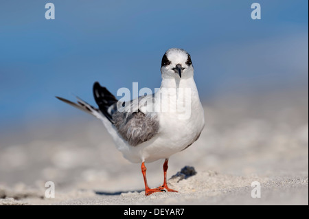 Forster Seeschwalbe (Sterna Forsteri), unreif, am Strand, Sanibel Island, Florida, Vereinigte Staaten von Amerika Stockfoto