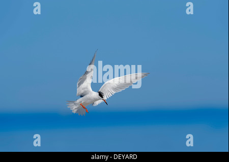 Forster Seeschwalbe (Sterna Forsteri) im Flug, Florida, Vereinigte Staaten Stockfoto