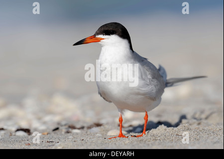 Forster Seeschwalbe (Sterna Forsteri) am Strand, Sanibel Island, Florida, Vereinigte Staaten von Amerika Stockfoto