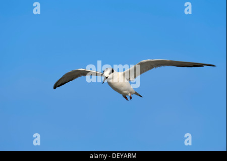 Forster Seeschwalbe (Sterna Forsteri), unreif, während des Fluges, Sanibel Island, Florida, Vereinigte Staaten von Amerika Stockfoto