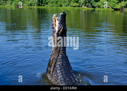 Brasilien, Pantanal: Riesige Yacare Kaiman (Caiman Yacare) springen aus dem Wasser Stockfoto